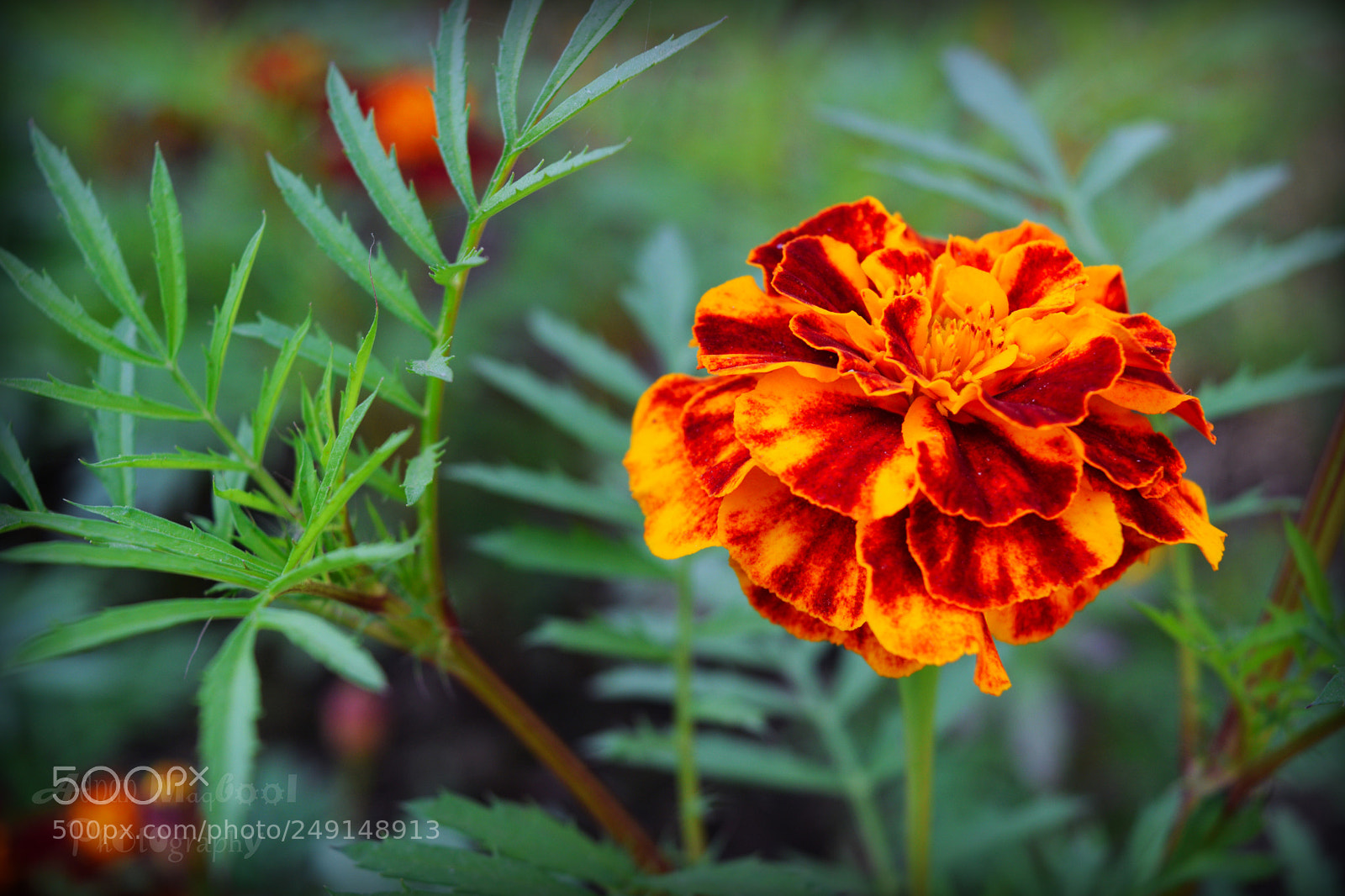 Nikon D3300 sample photo. Copy photography