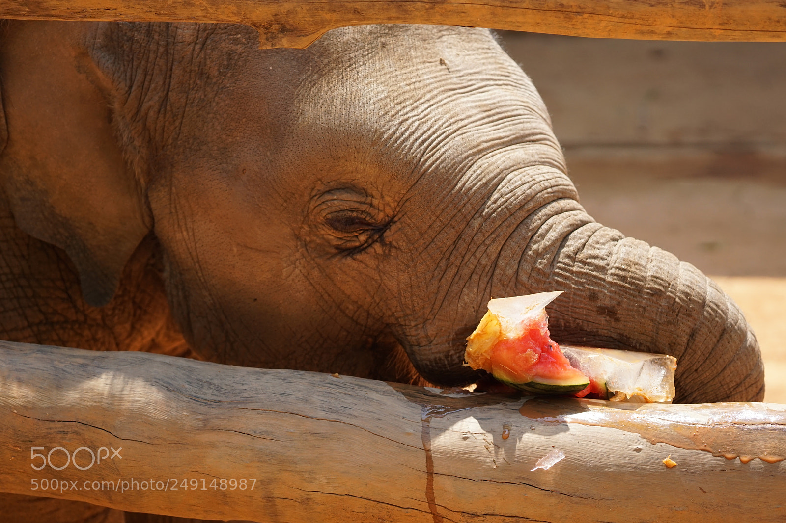 Sony a5100 sample photo. Little elephant photography