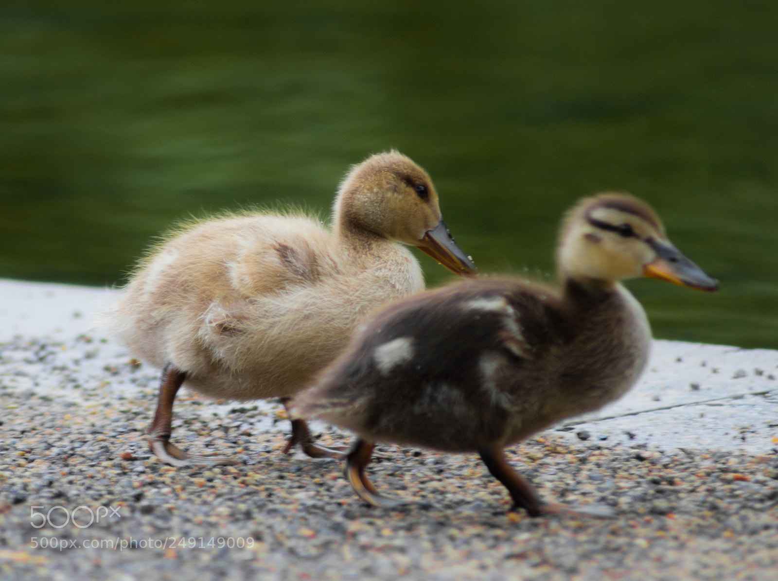 Nikon D3100 sample photo. Walking about photography