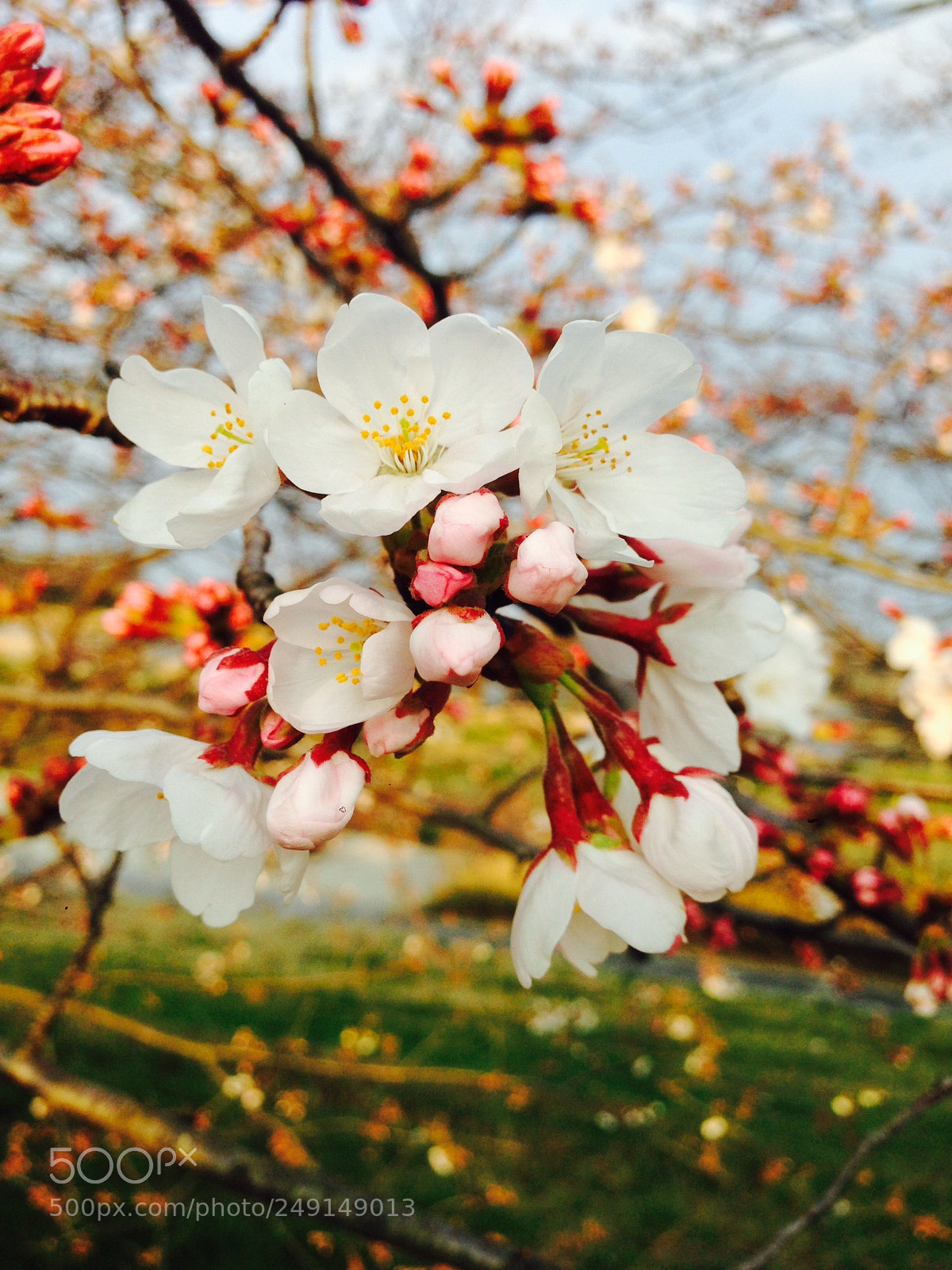 Apple iPhone 5 sample photo. Untitled photography
