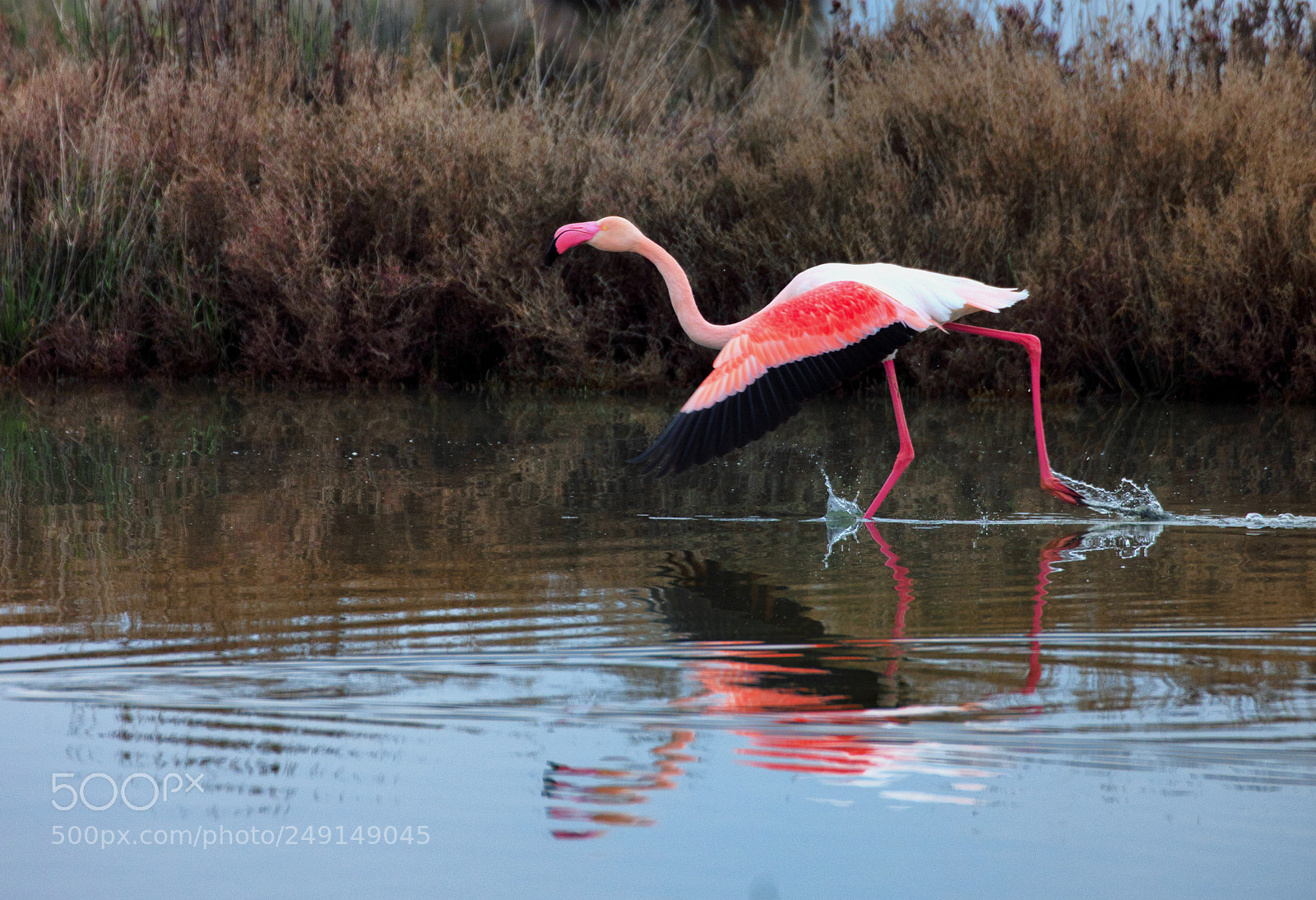 Canon EOS 5DS sample photo. Take off photography