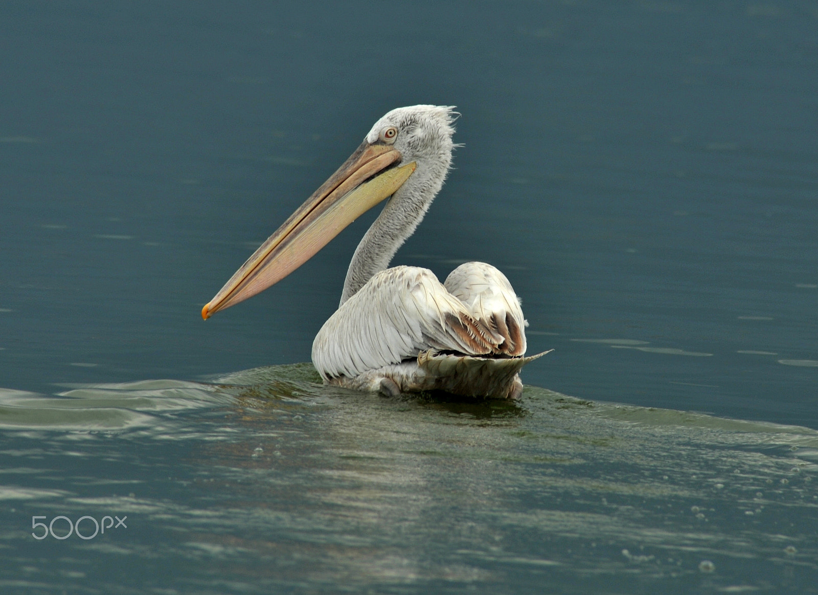 Nikon D3S + Nikon AF Nikkor 70-300mm F4-5.6G sample photo. Pelecanus crispus photography