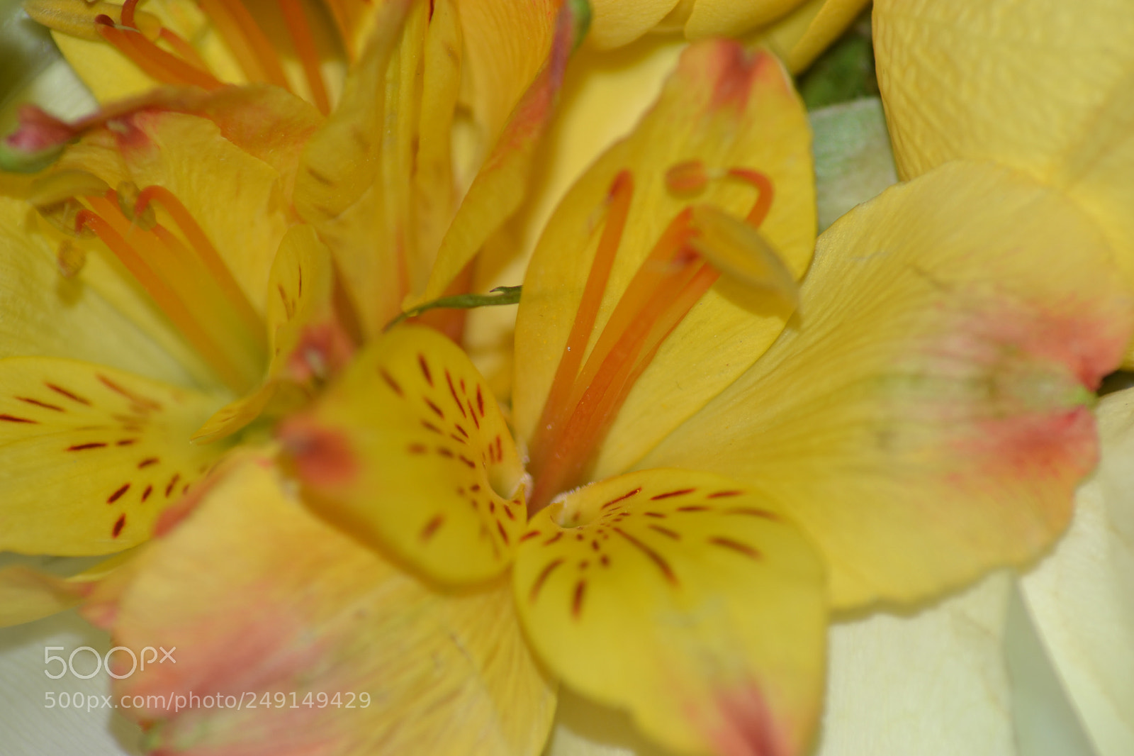 Nikon D3100 sample photo. Untitled photography