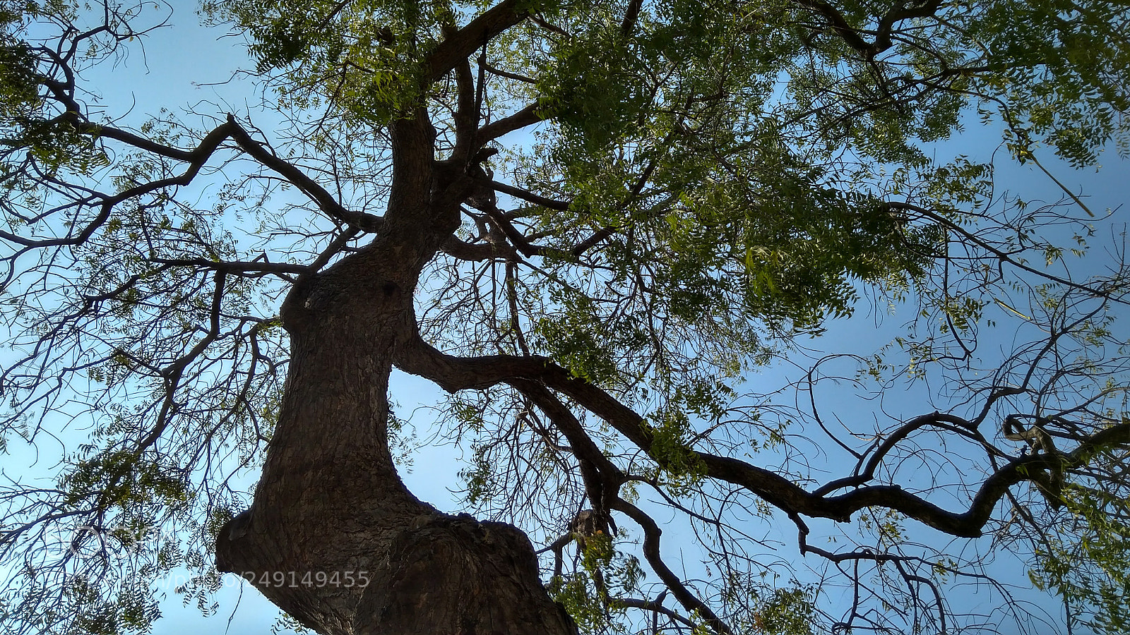Xiaomi Redmi 4A sample photo. Branching up photography