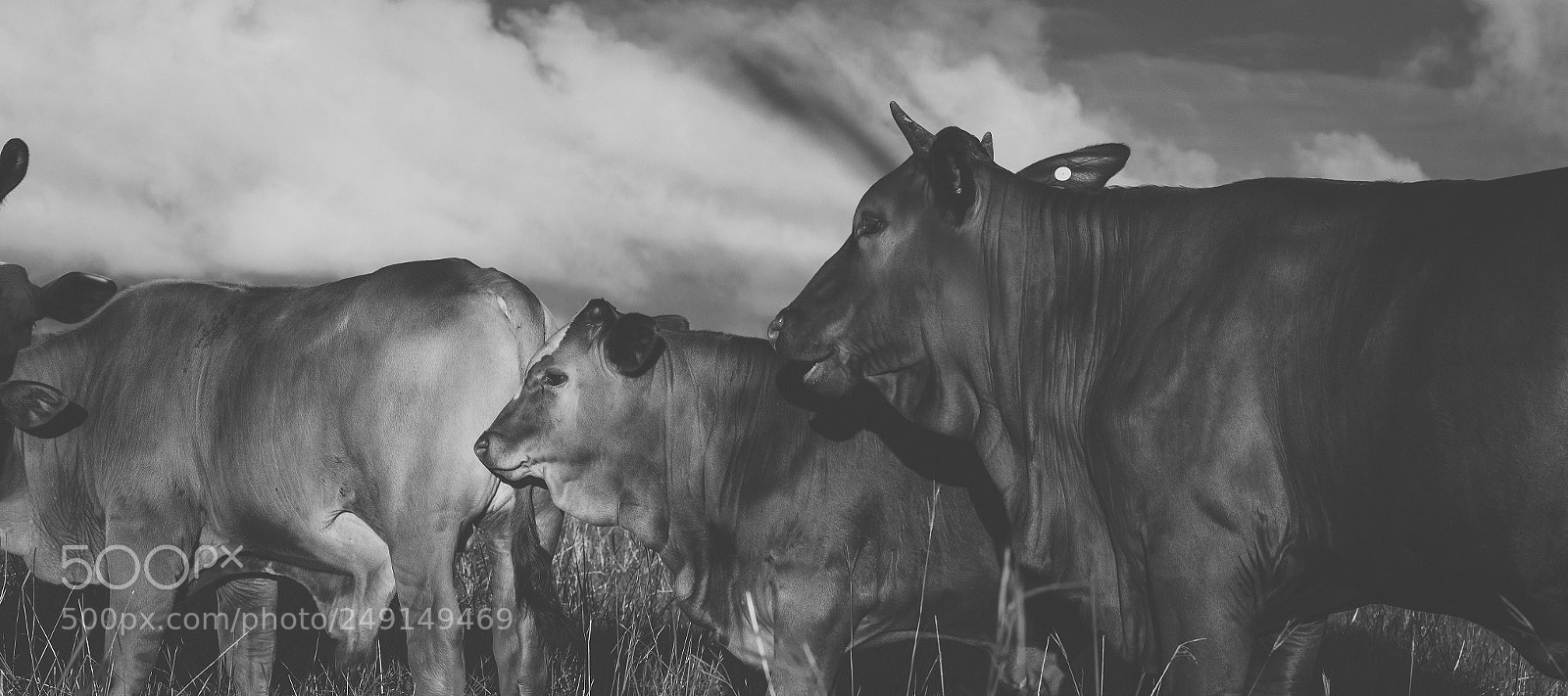Nikon D800 sample photo. Australian cows photography