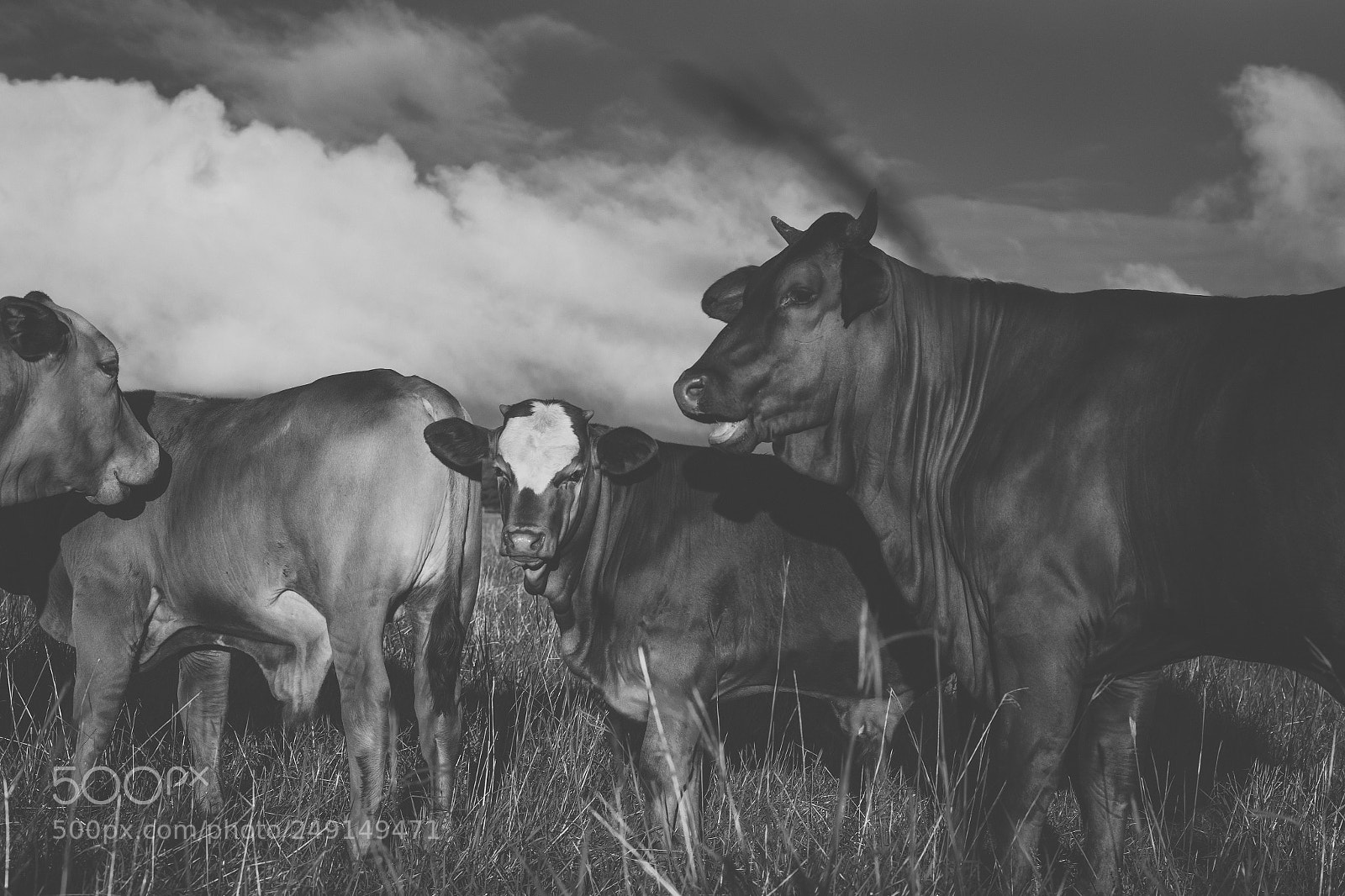 Nikon D800 sample photo. Australian cows photography