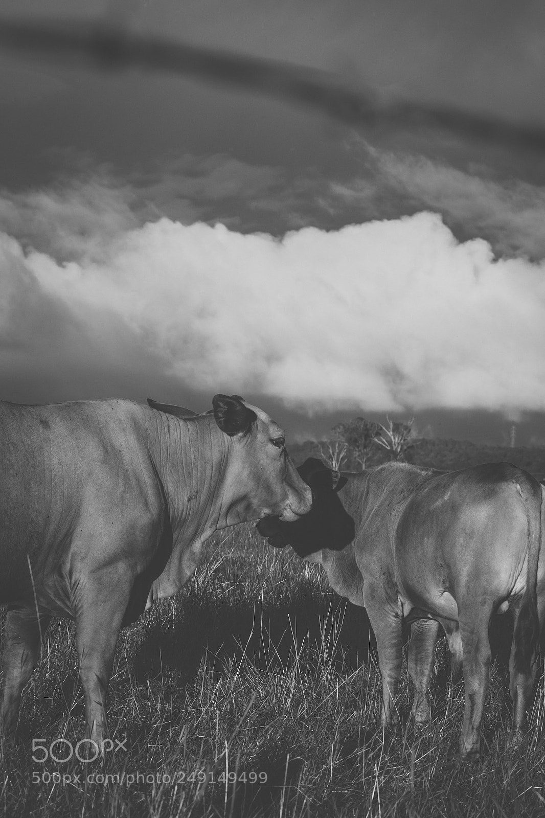 Nikon D800 sample photo. Australian cows photography