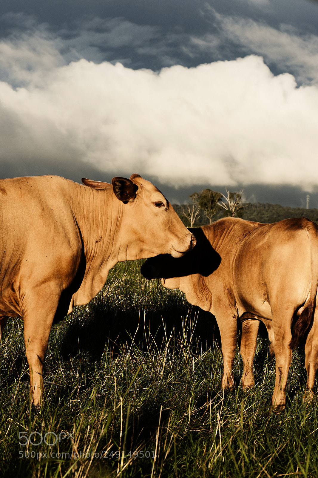 Nikon D800 sample photo. Australian cows photography