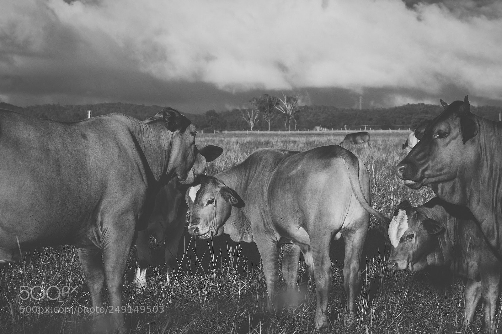 Nikon D800 sample photo. Australian cows photography
