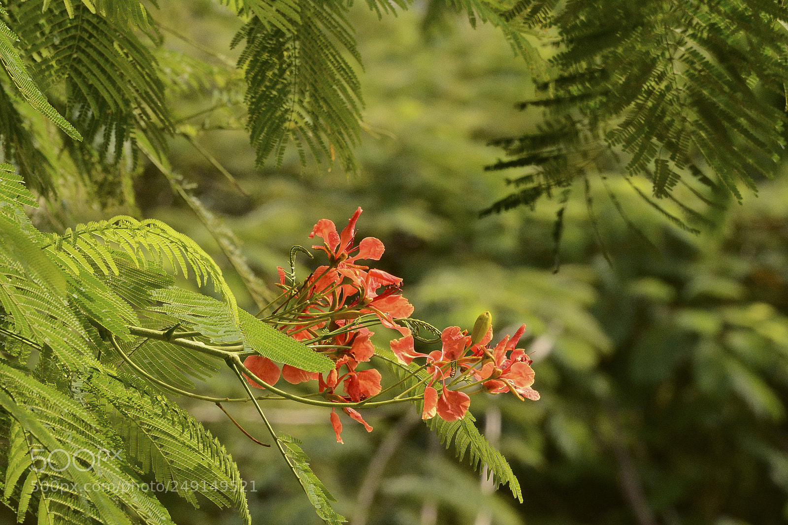 Nikon D7100 sample photo. Compondo com a natureza. photography
