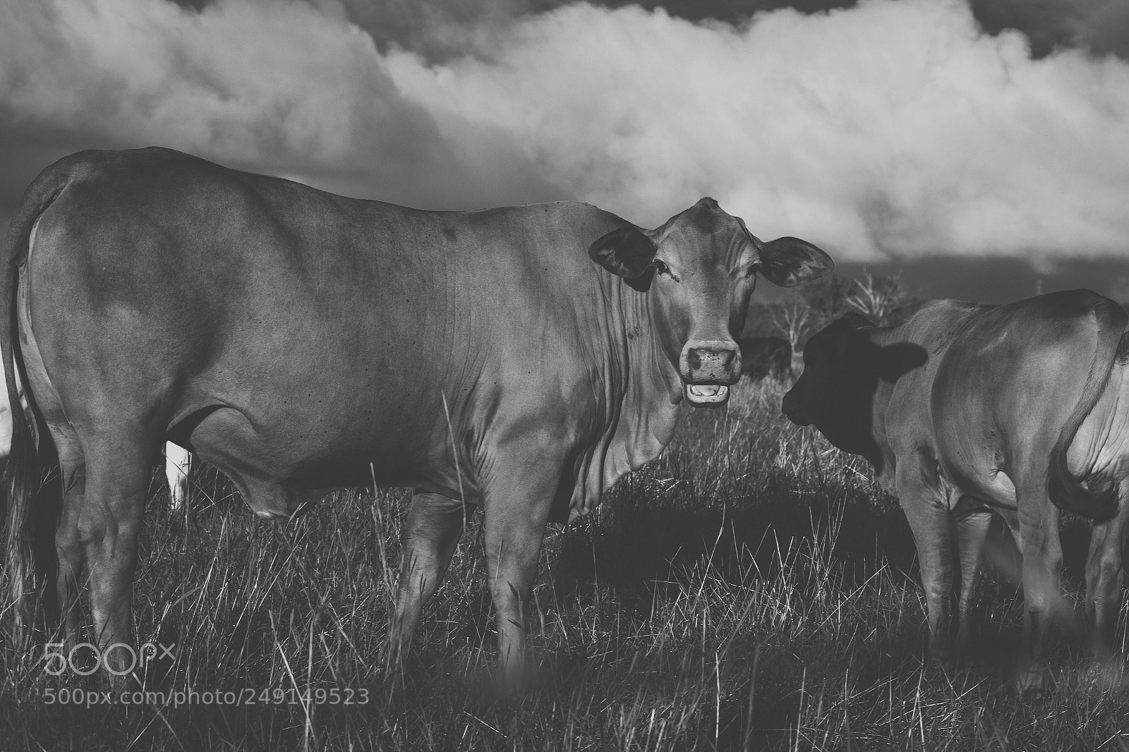 Nikon D800 sample photo. Australian cows photography