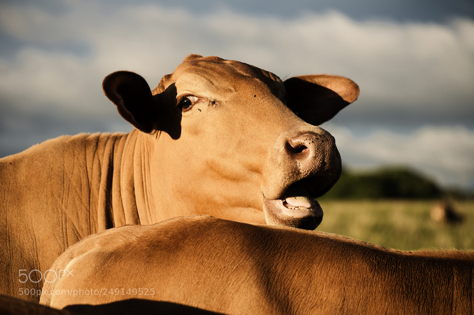 Nikon D800 sample photo. Australian cows photography