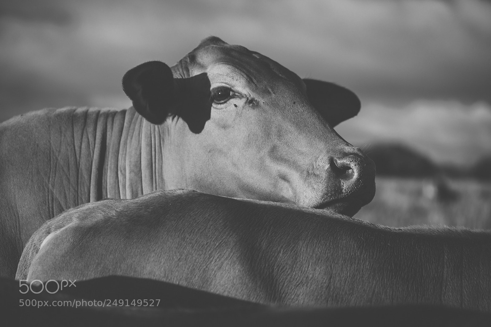 Nikon D800 sample photo. Australian cows photography