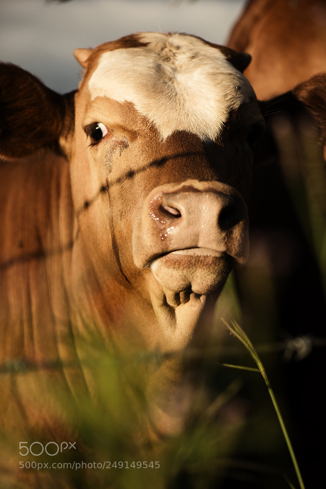 Nikon D800 sample photo. Australian cows photography