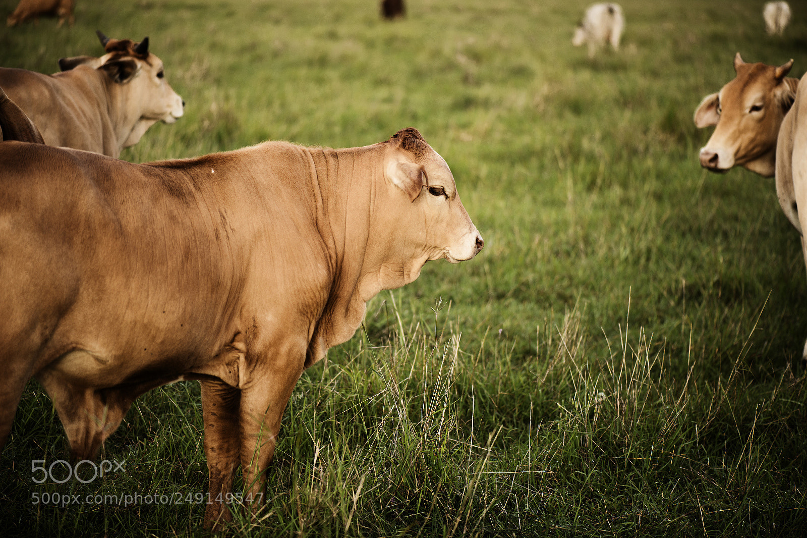 Nikon D800 sample photo. Australian cows photography