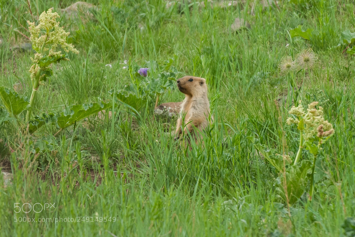 Nikon D2X sample photo. Marmot photography
