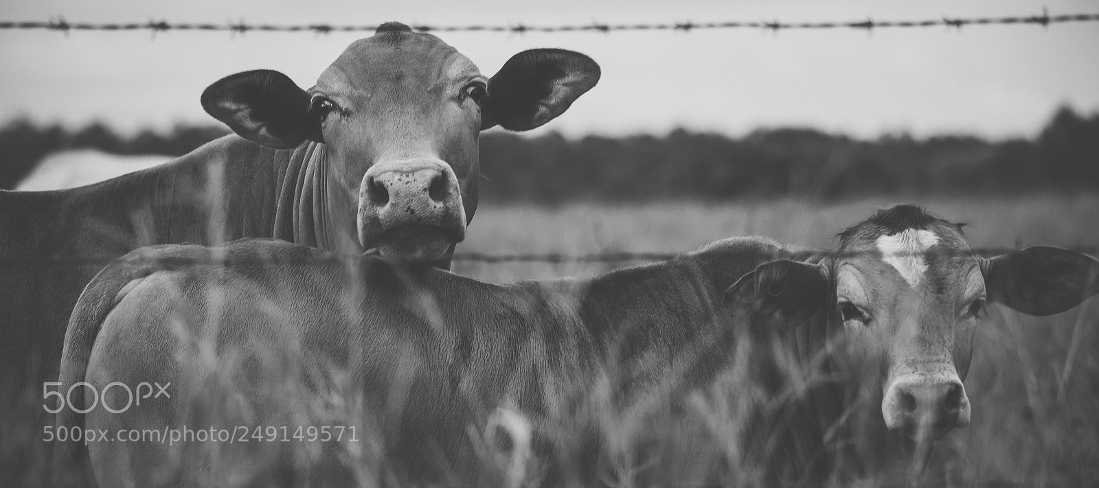 Nikon D800 sample photo. Australian cows photography