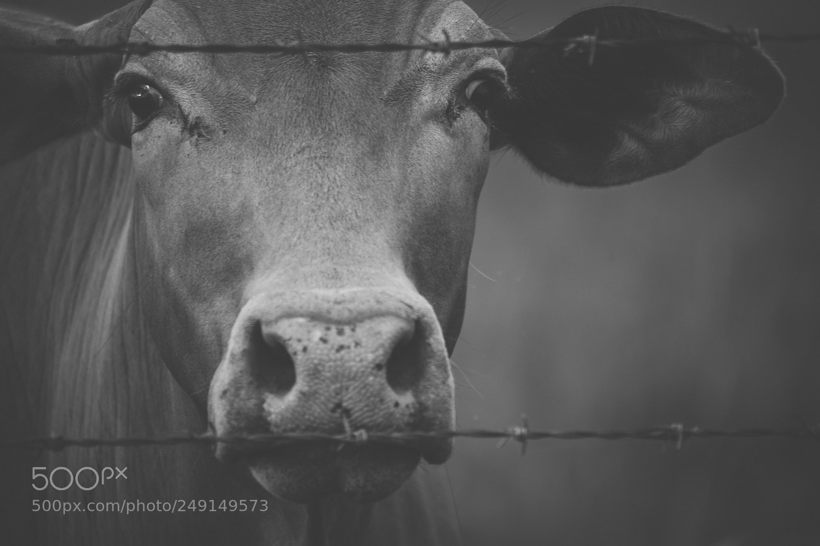 Nikon D800 sample photo. Australian cows photography