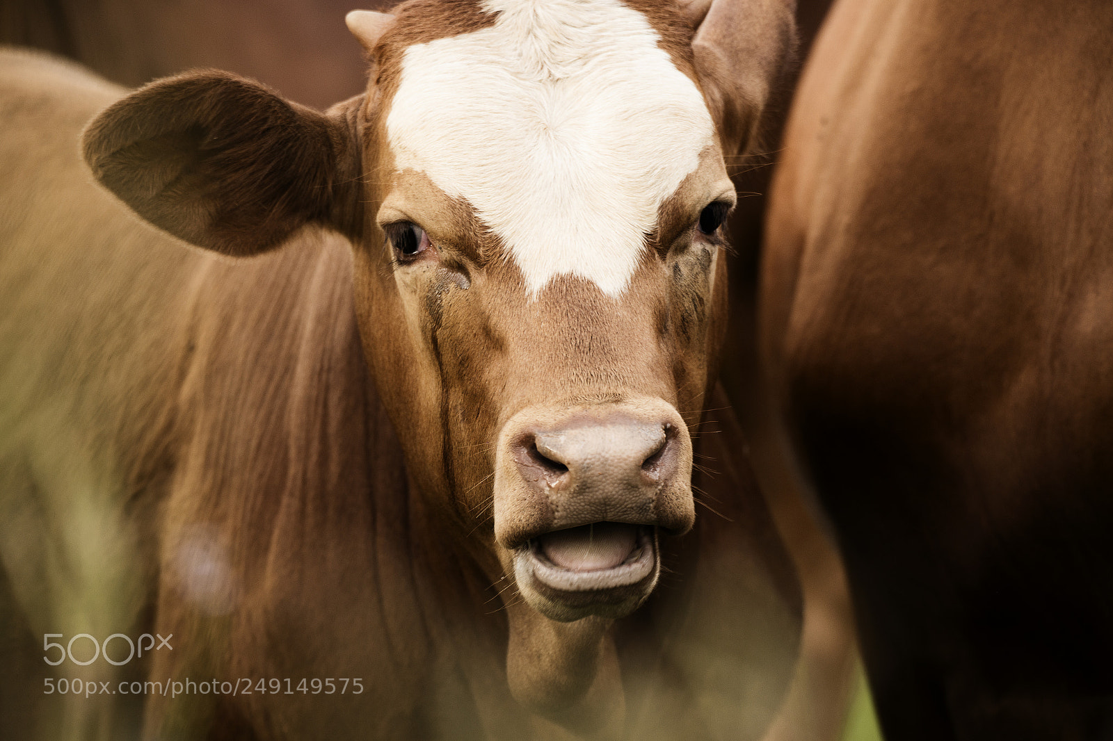 Nikon D800 sample photo. Australian cows photography