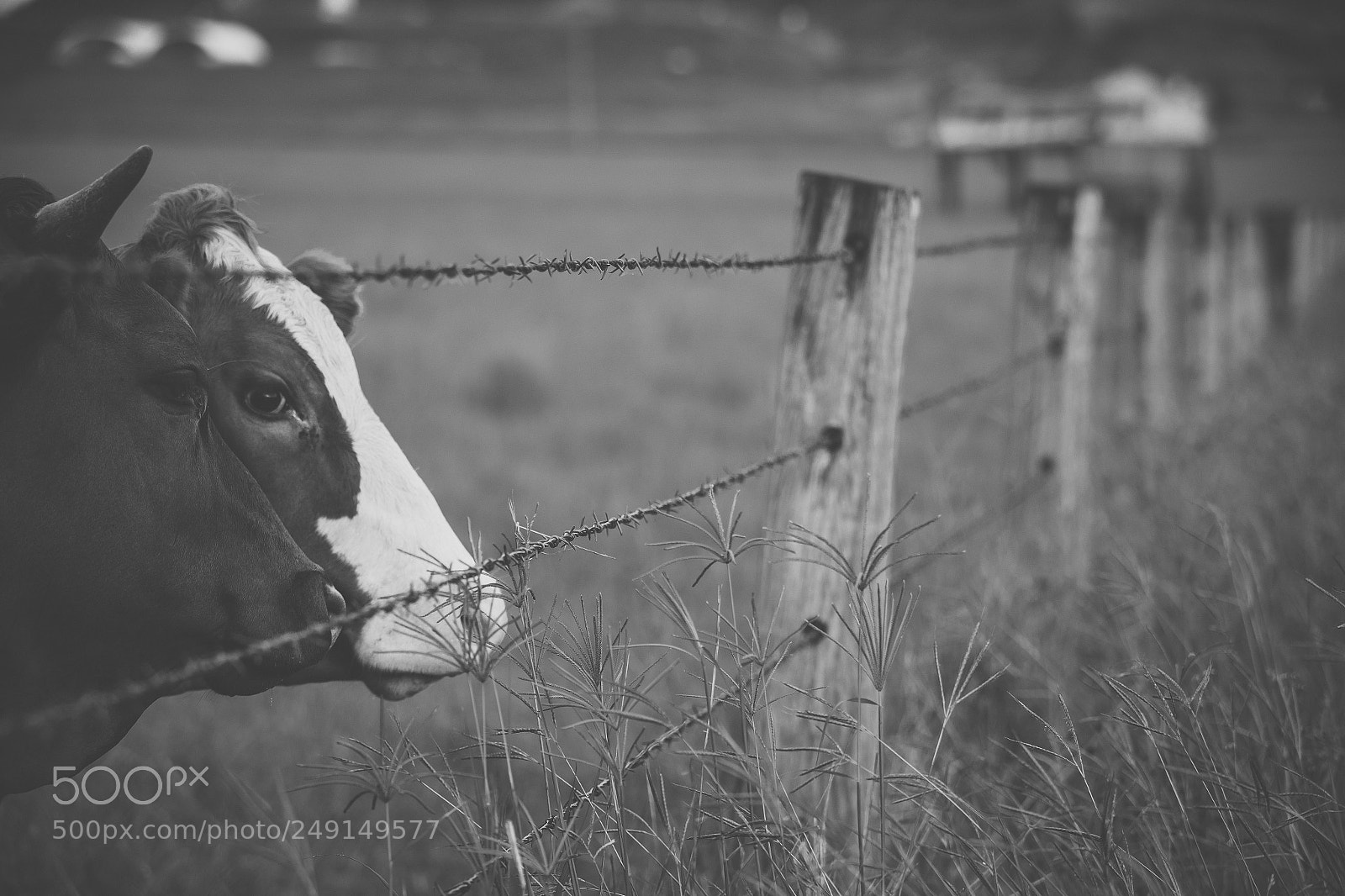 Nikon D800 sample photo. Australian cows photography