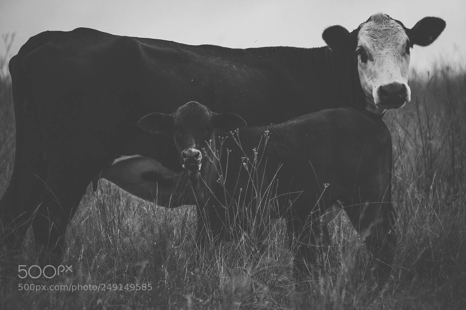Nikon D800 sample photo. Australian cows photography