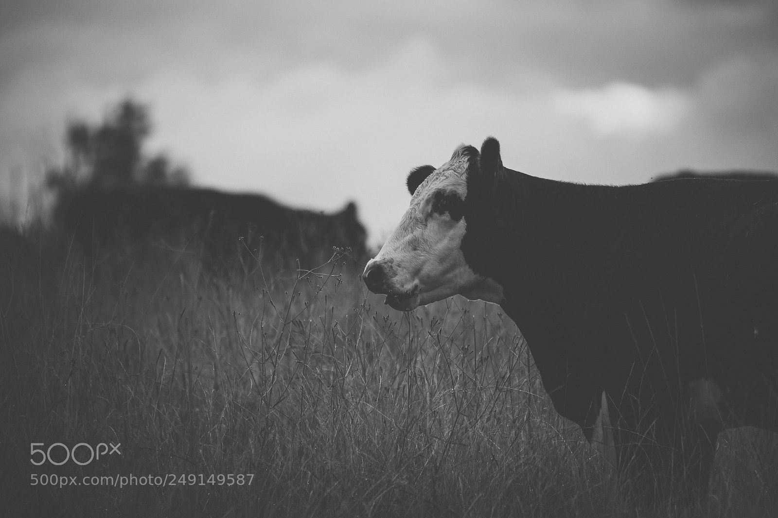 Nikon D800 sample photo. Australian cows photography