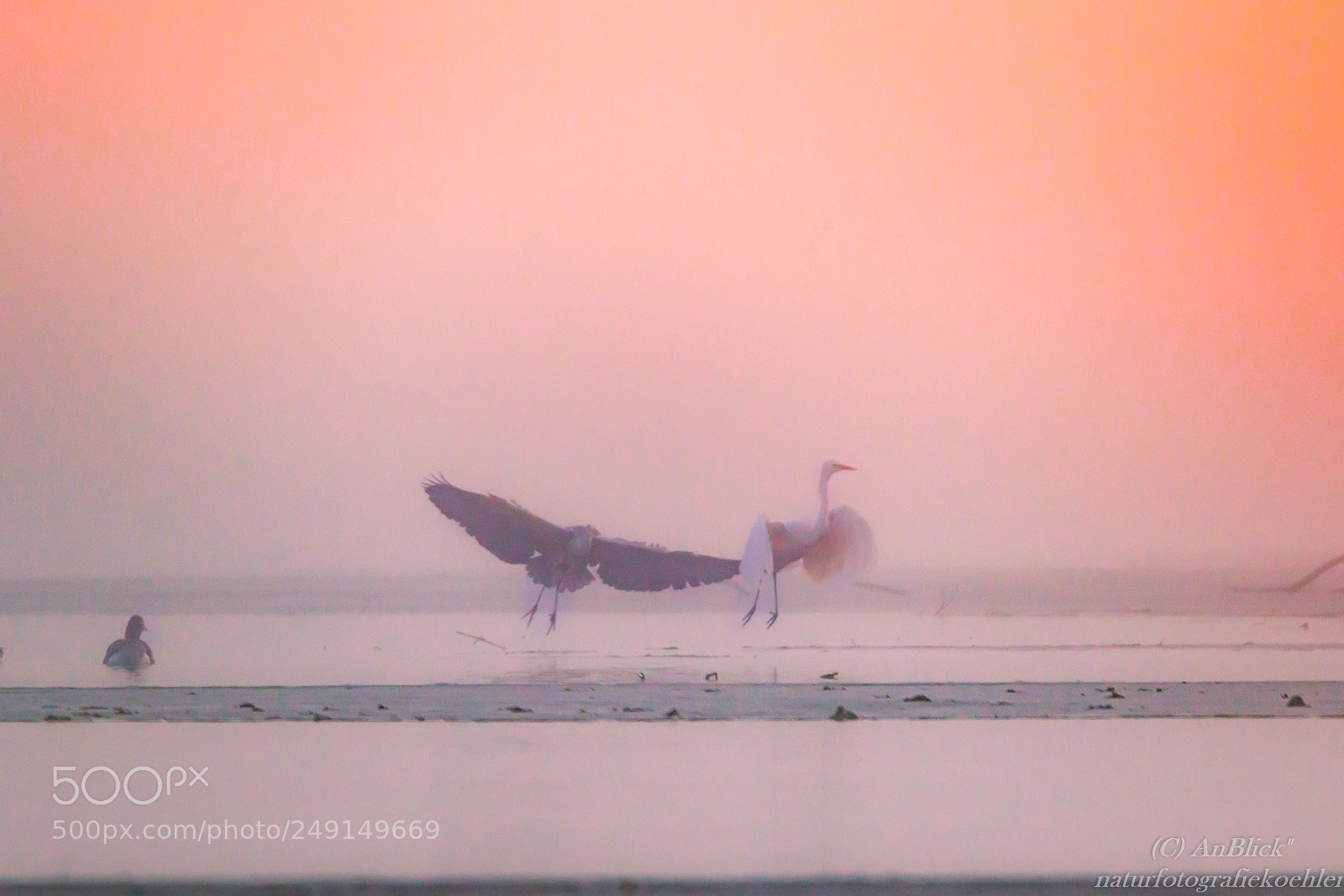 Canon EOS 7D Mark II sample photo. Landing in the morning photography