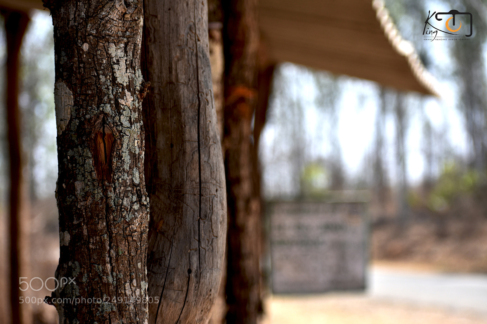 Nikon D3400 sample photo. Bamboos photography