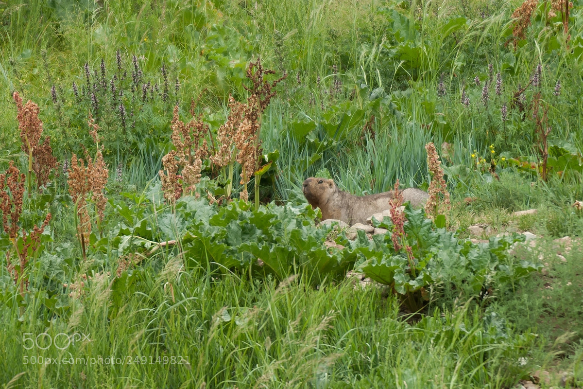 Nikon D2X sample photo. Marmot photography