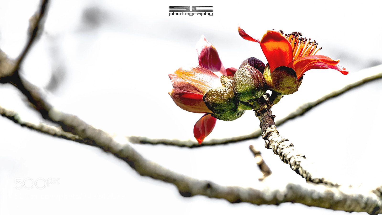 Nikon D4 sample photo. Skt photography