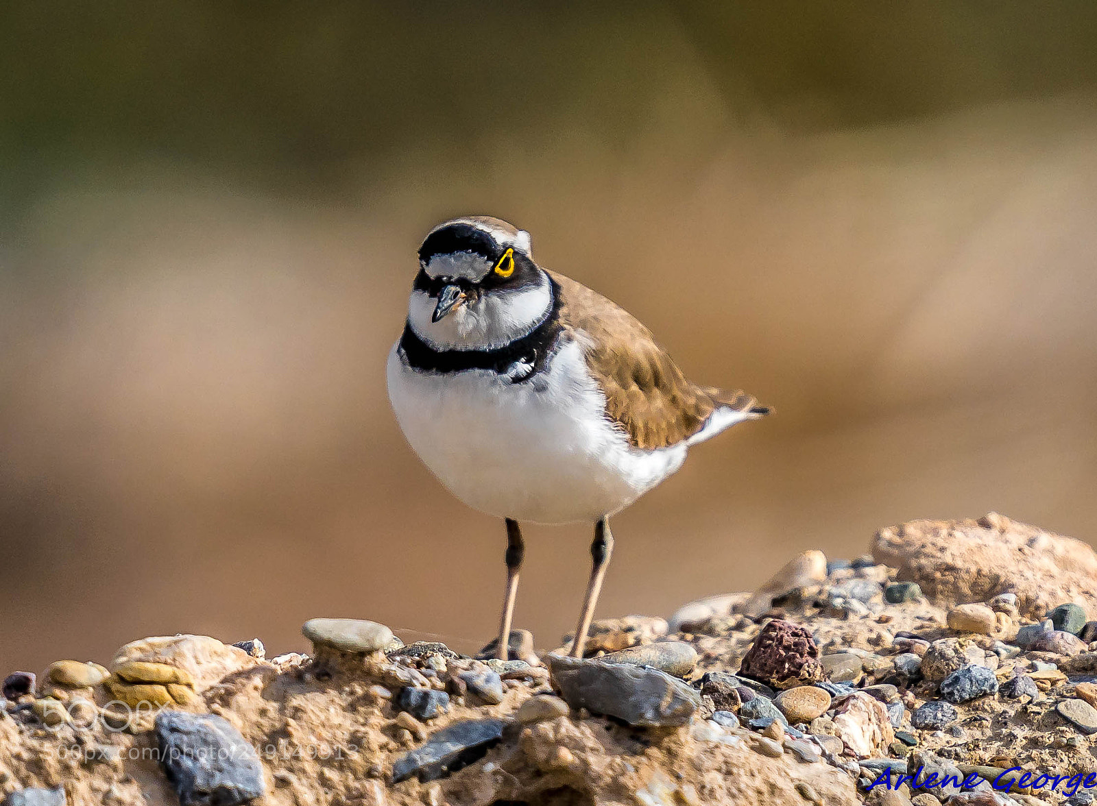 Sony a9 sample photo. Birds photography