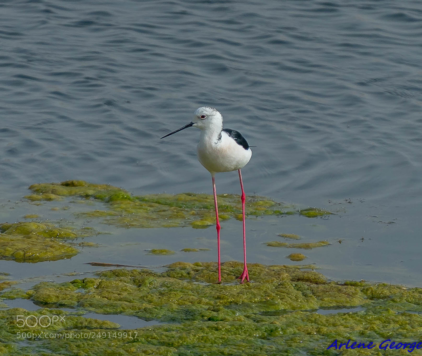 Sony a9 sample photo. Birds photography