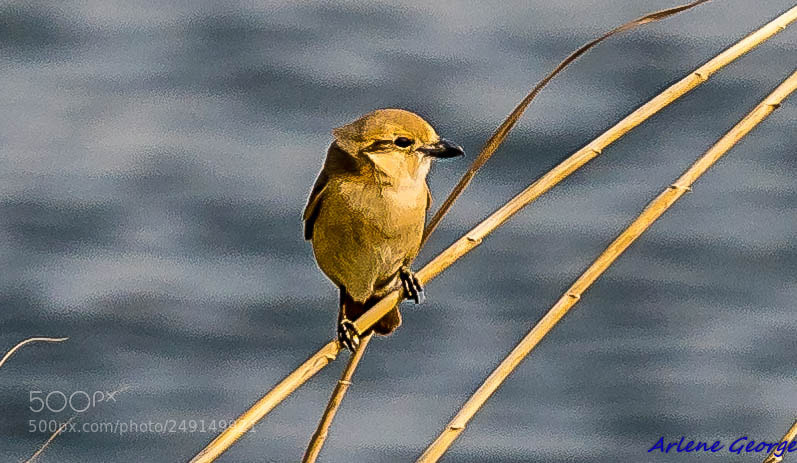 Sony a9 sample photo. Birds photography