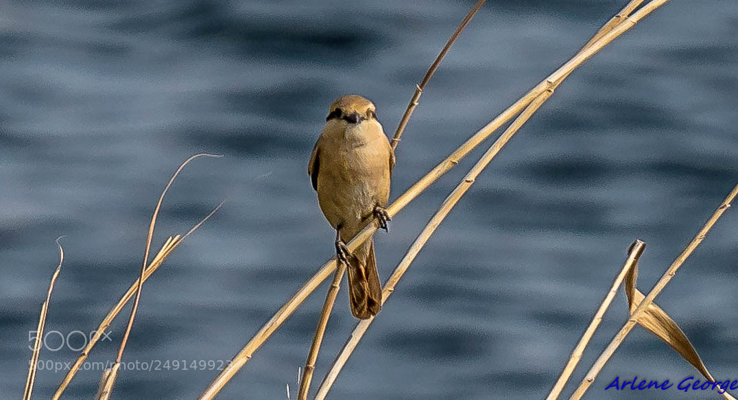 Sony a9 sample photo. Birds photography