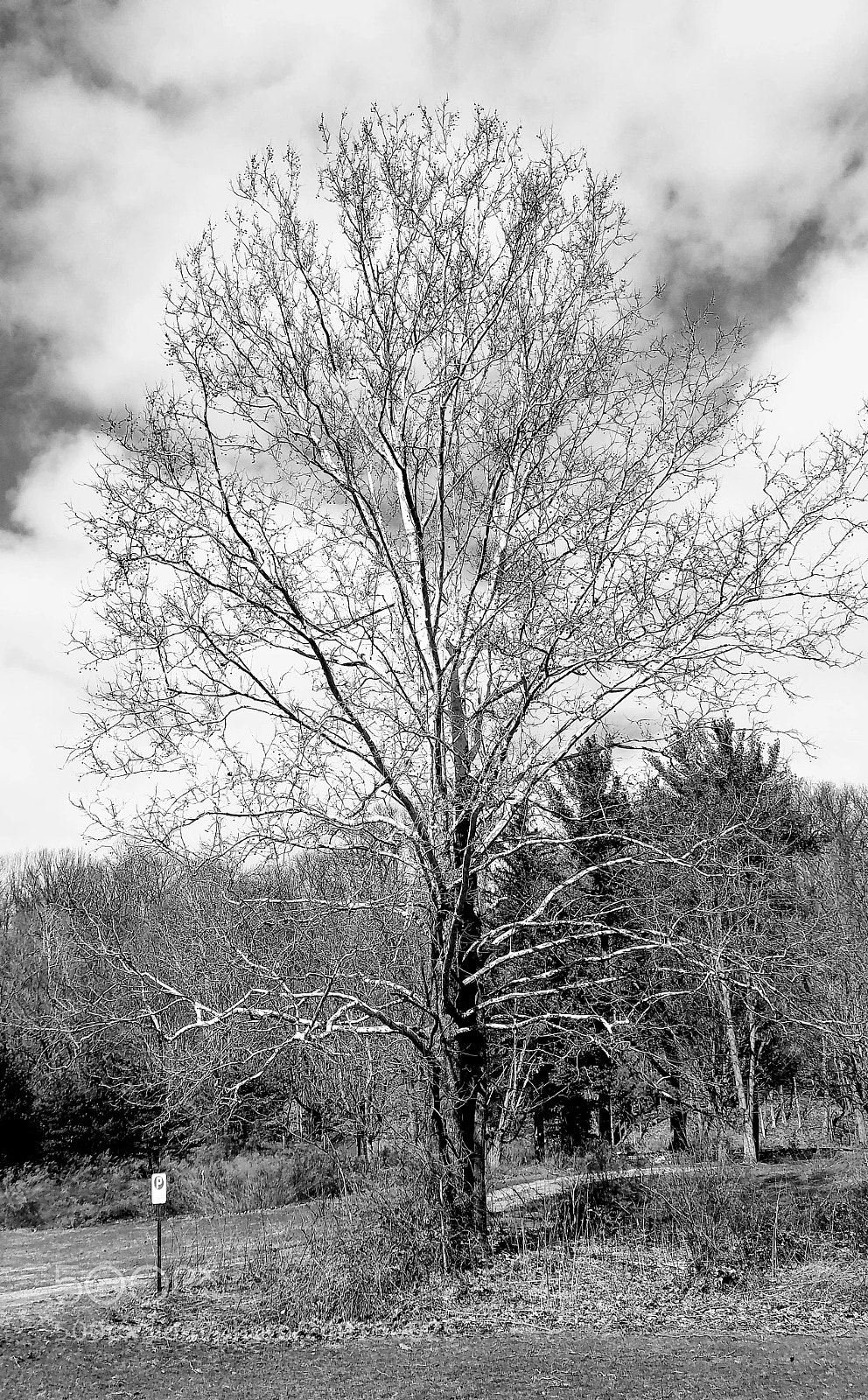 Samsung Galaxy S7 Edge sample photo. Winter photography