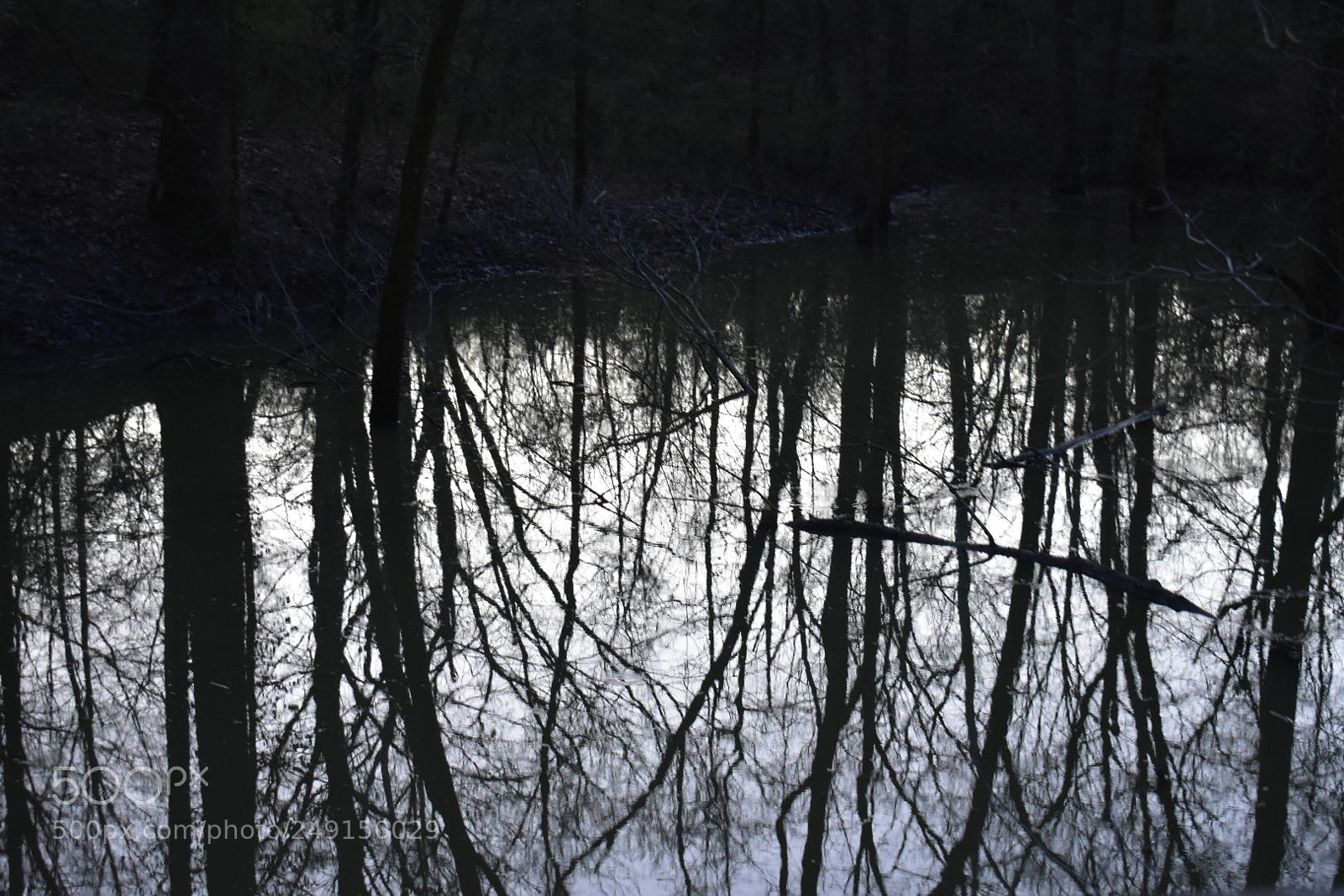 Nikon D3400 sample photo. Twilight swamp photography