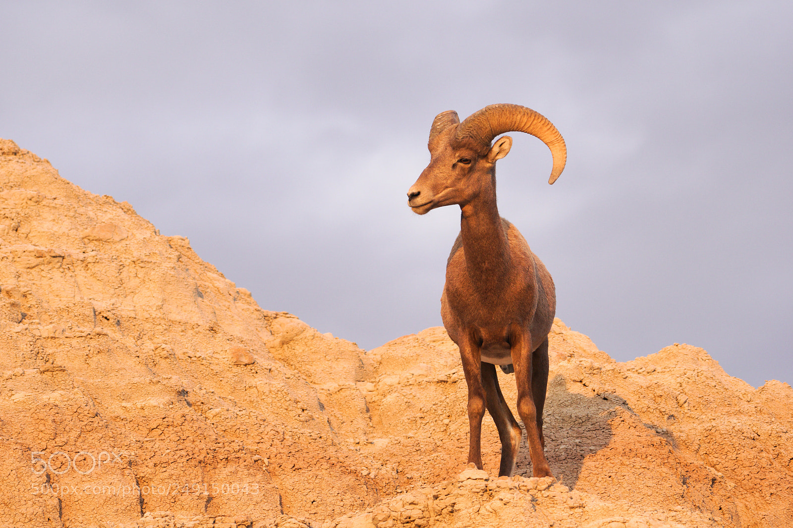 Sony a6300 sample photo. Wild animal high desert photography
