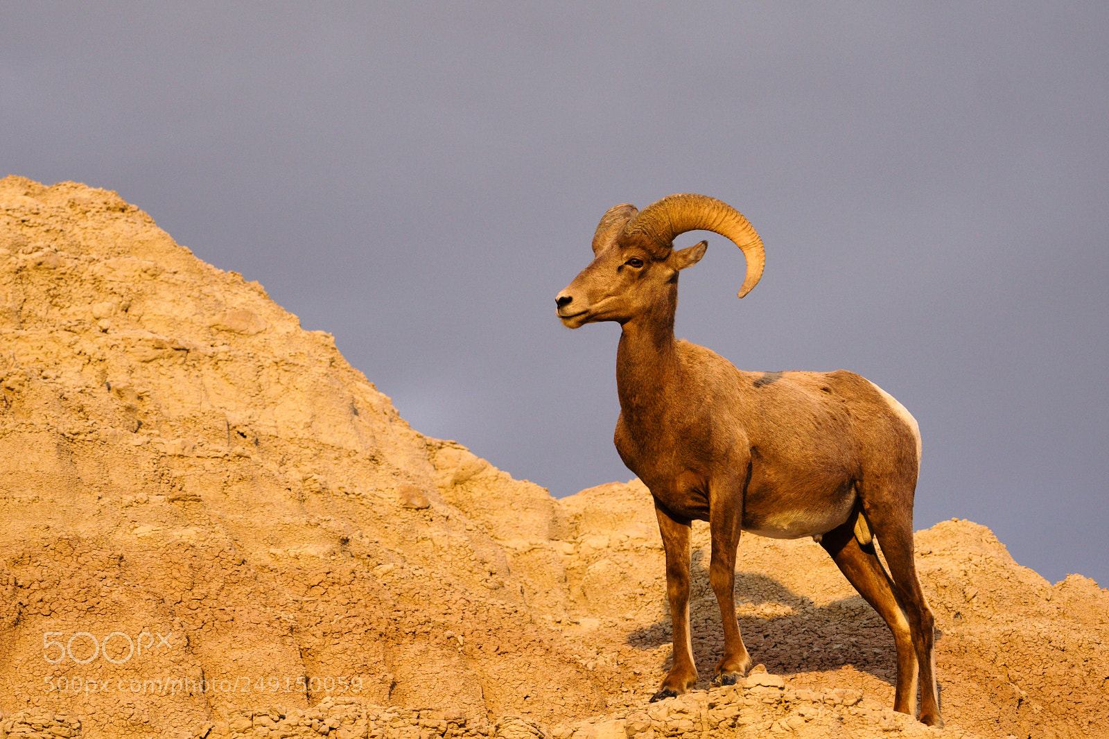 Sony a6300 sample photo. Wild animal high desert photography