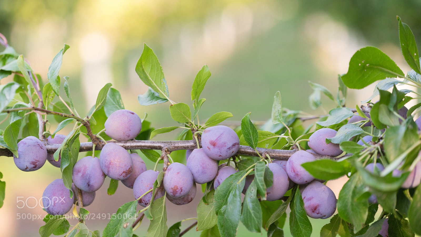 Sony a7 sample photo. Plums on tree vine photography