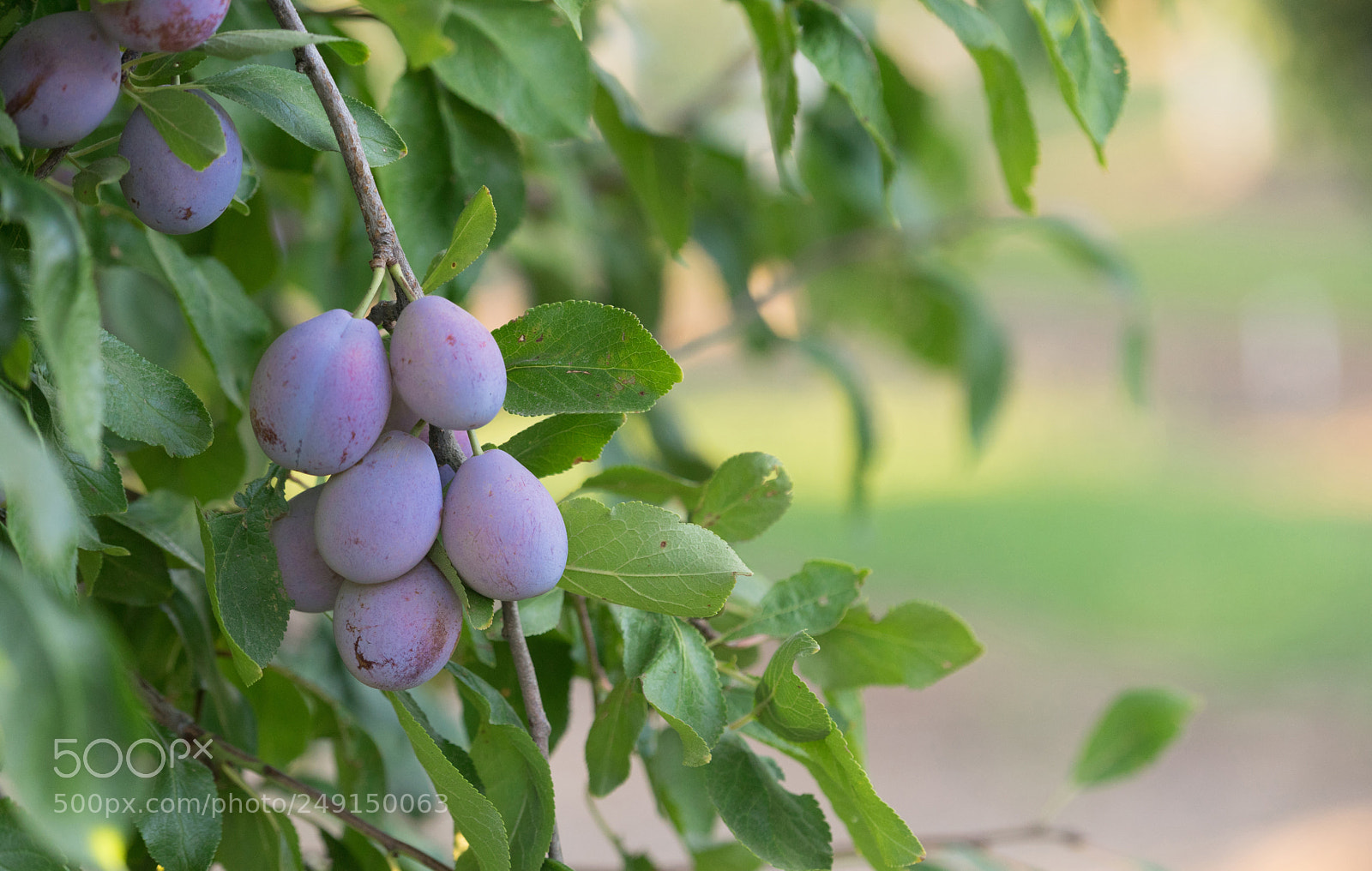 Sony a7 sample photo. Plums on tree vine photography
