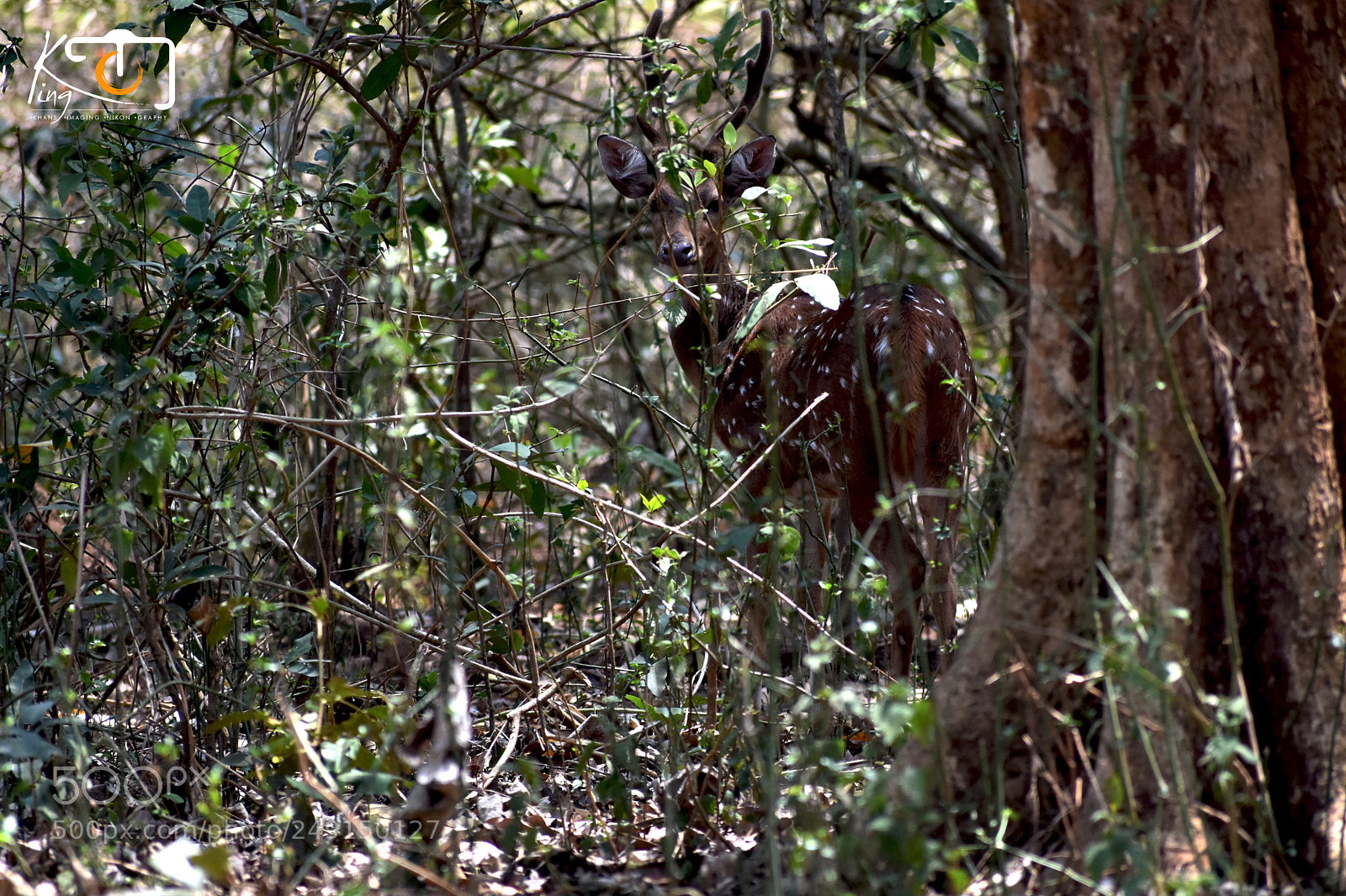 Nikon D3400 sample photo. Deer... photography