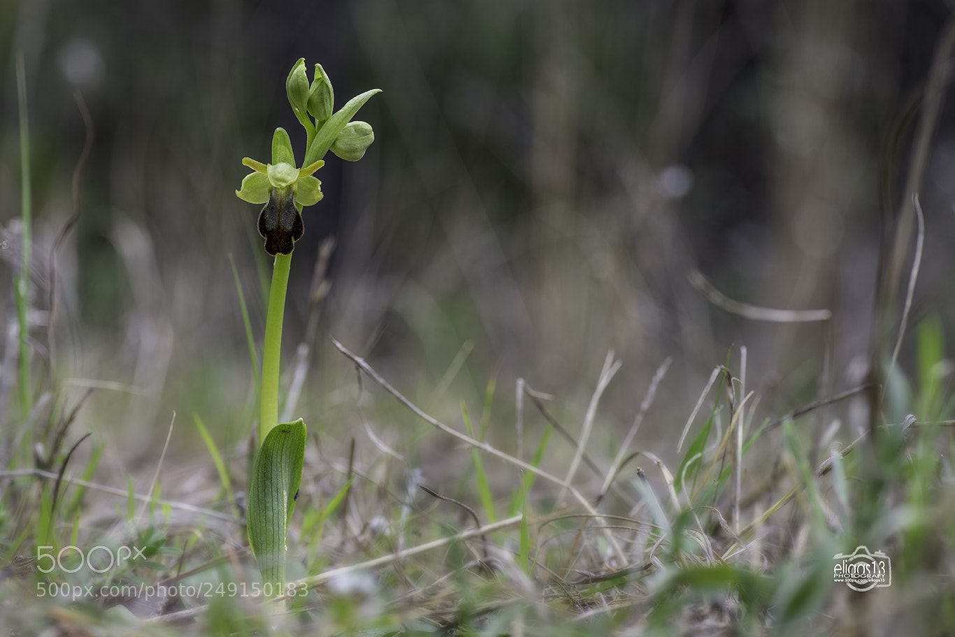 Nikon D610 sample photo. Abelletes photography