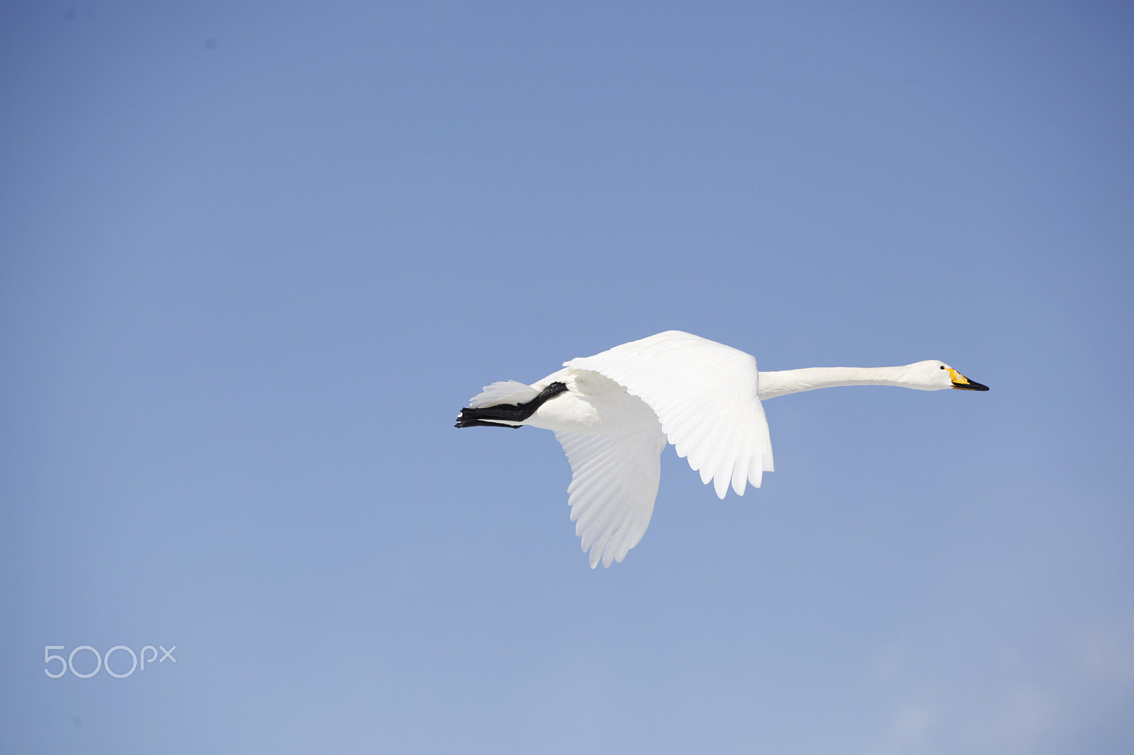 Canon EF 70-200mm F2.8L IS II USM sample photo. Swan photography