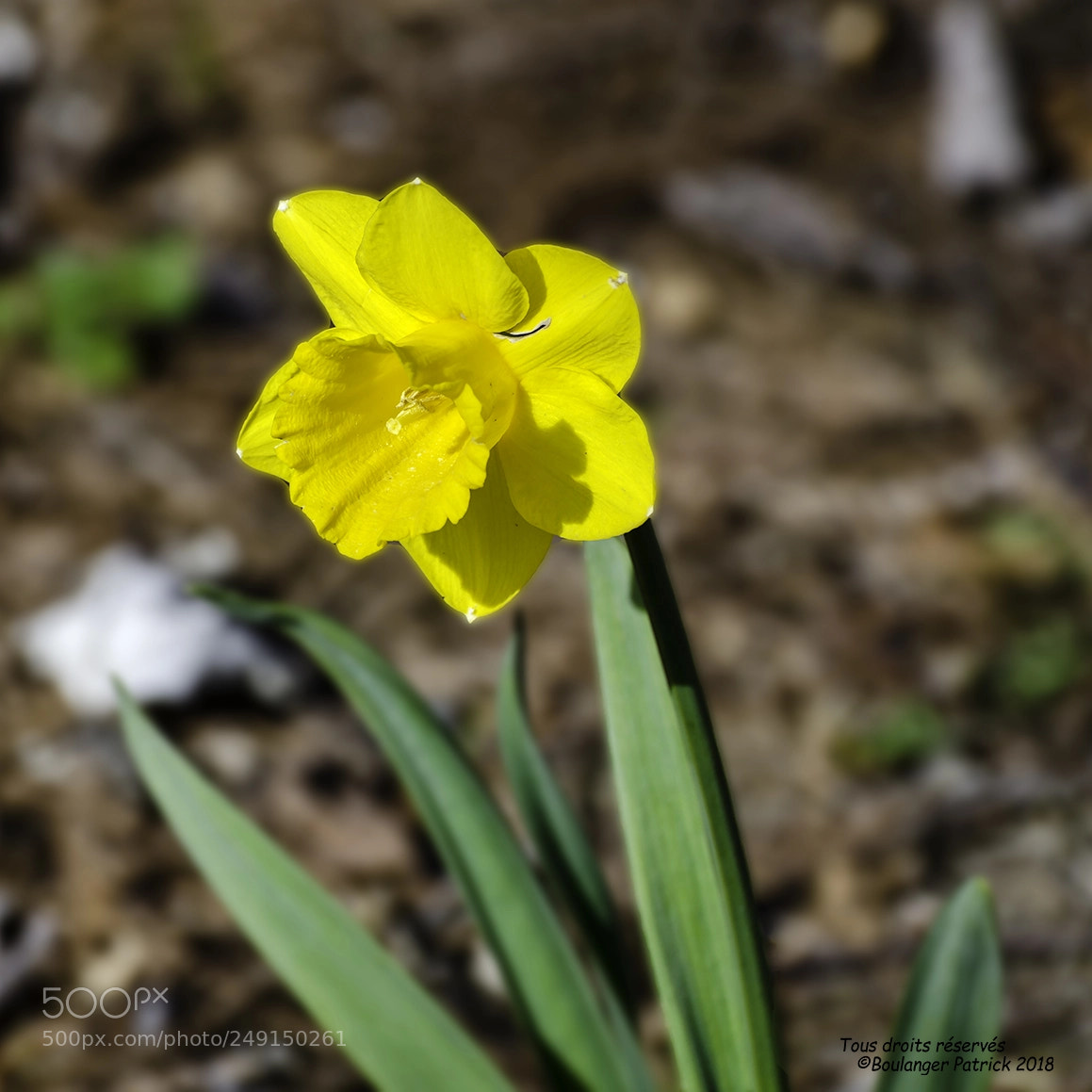 Nikon D7000 sample photo. Jonquille photography