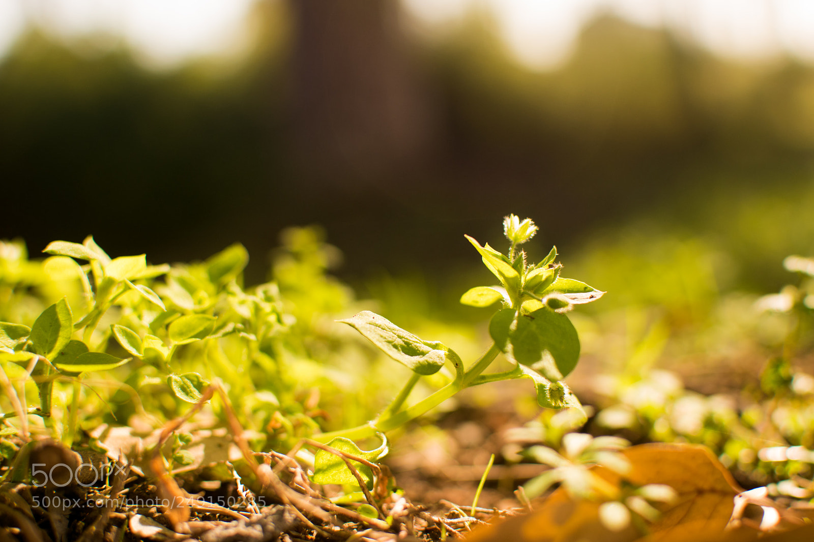 Nikon D5500 sample photo. Springtime 2018 photography