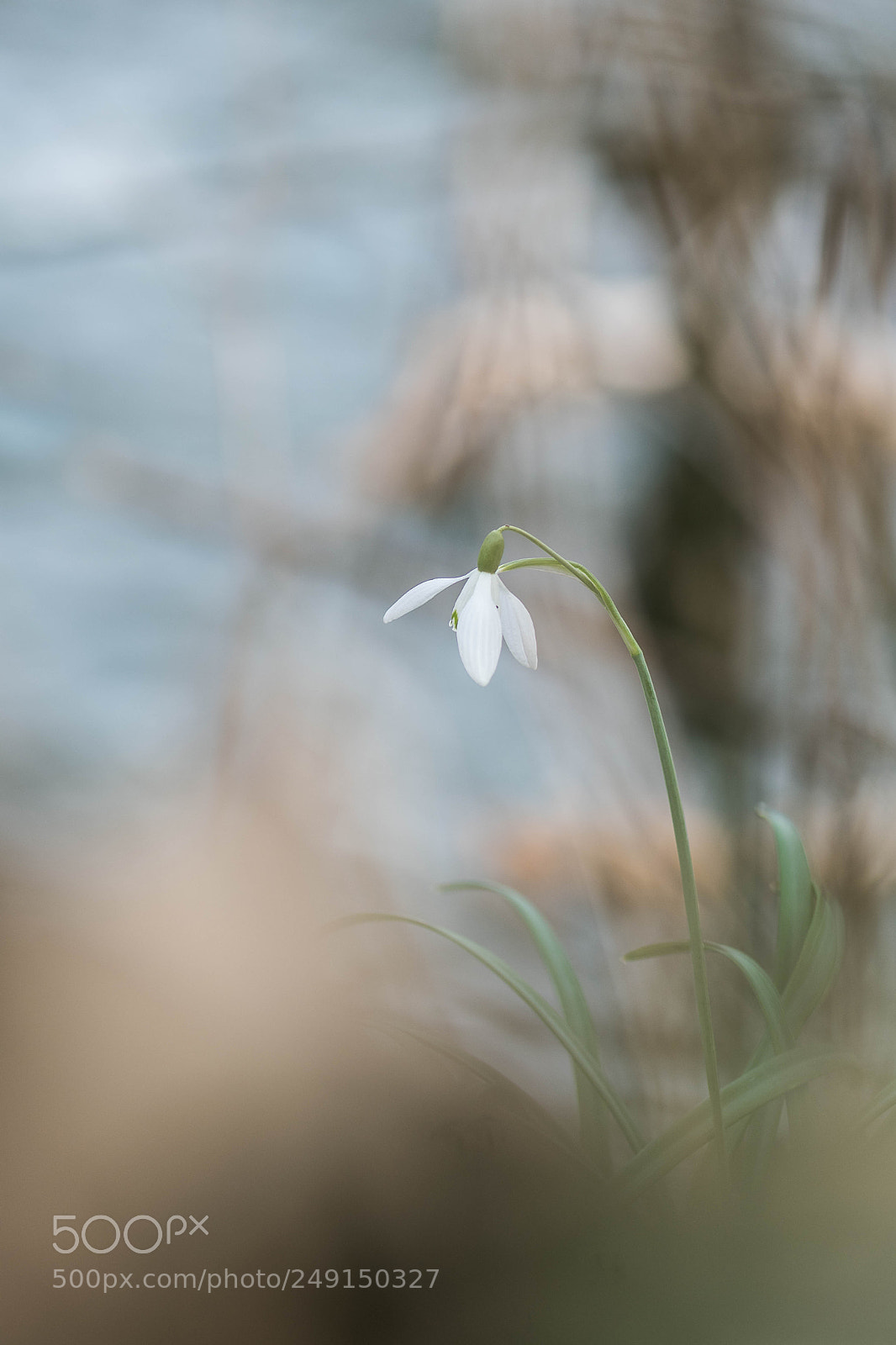 Nikon D500 sample photo. Hp photography