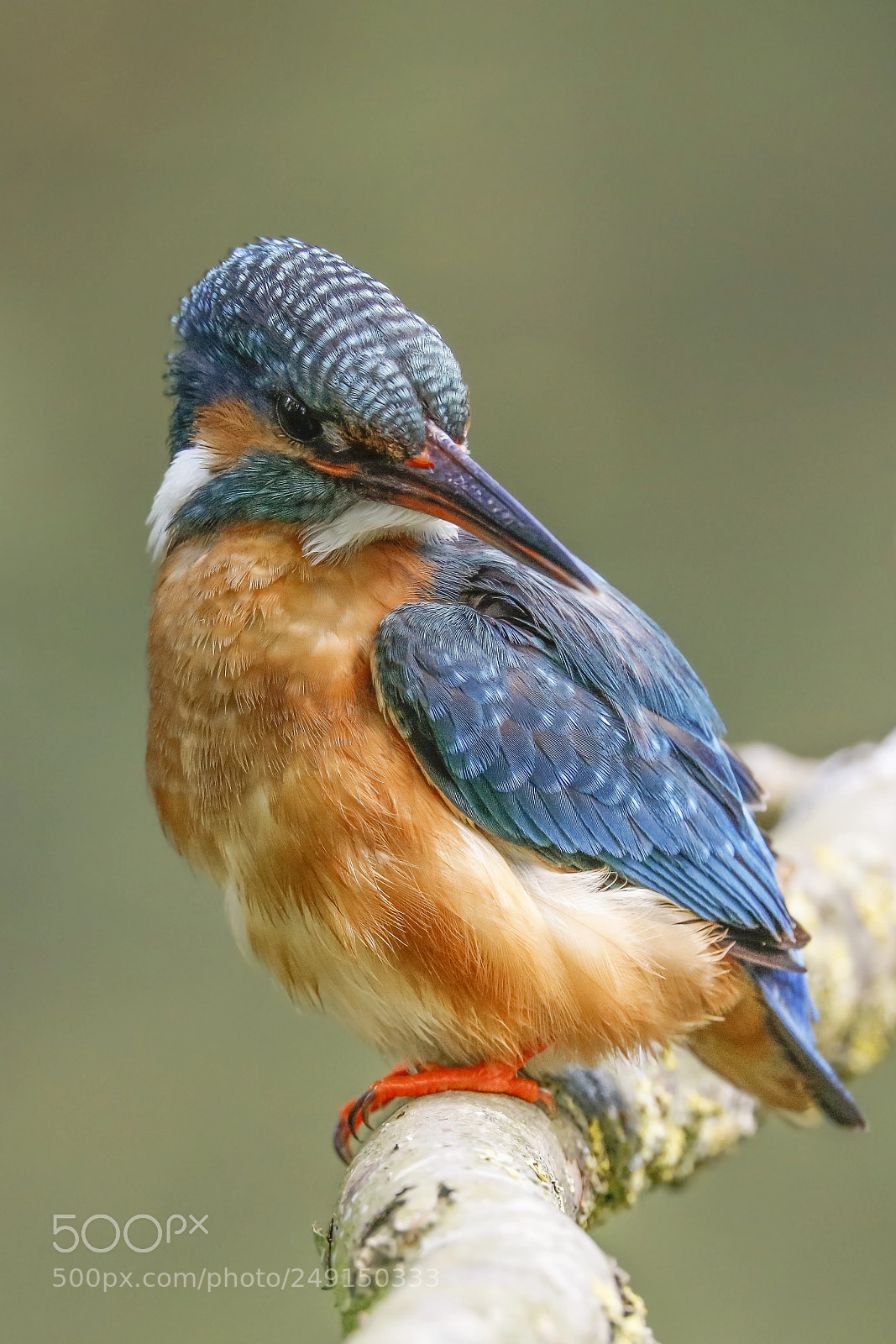 Canon EOS 5DS R sample photo. Kingfisher photography