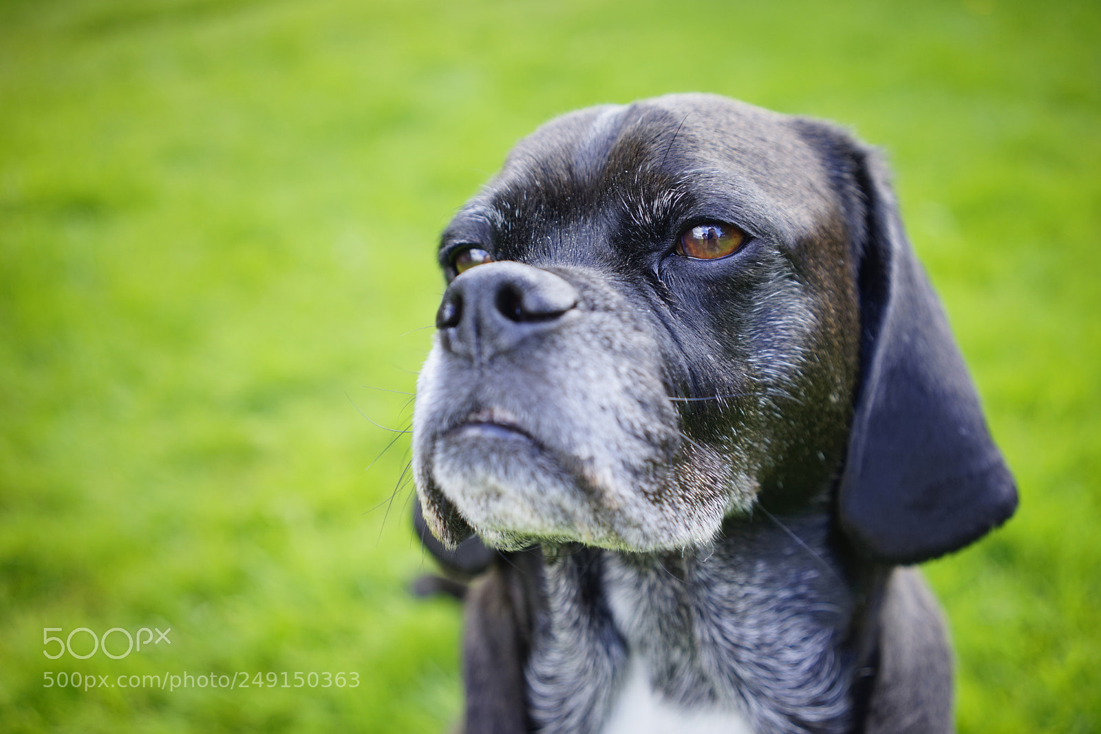 Sony a7 sample photo. Portrait of an aging photography