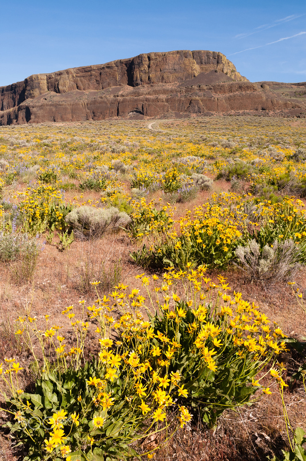 KONICA MINOLTA MAXXUM 7D sample photo. Wildflowers steamboat rock eastern washington photography