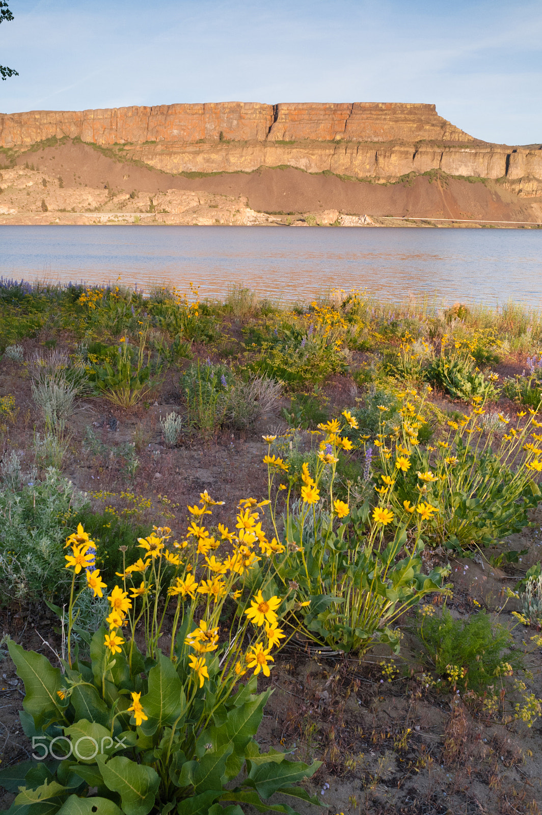 KONICA MINOLTA MAXXUM 7D sample photo. Banks lake steamboat rock eastern washington wildflowers rocky r photography